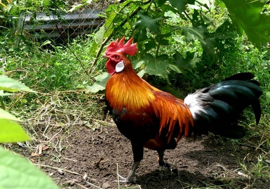 Các giống gà ngũ sắc đá hay, thường xuyên xuất hiện trong những giải đá gà lớn.