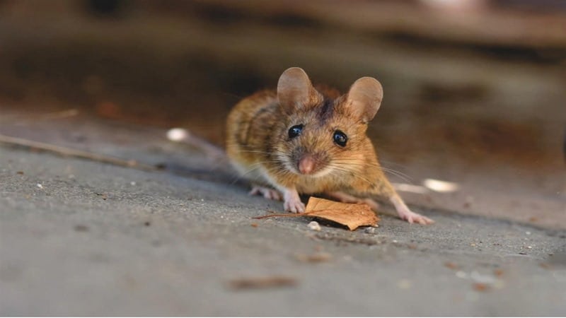 Giấc mơ thấy chuột thể hiện nhiều vấn đề liên quan đến bạn