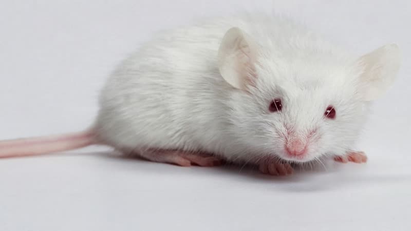 Các trường hợp đặc biệt từ chiêm bao thấy chuột đa dạng