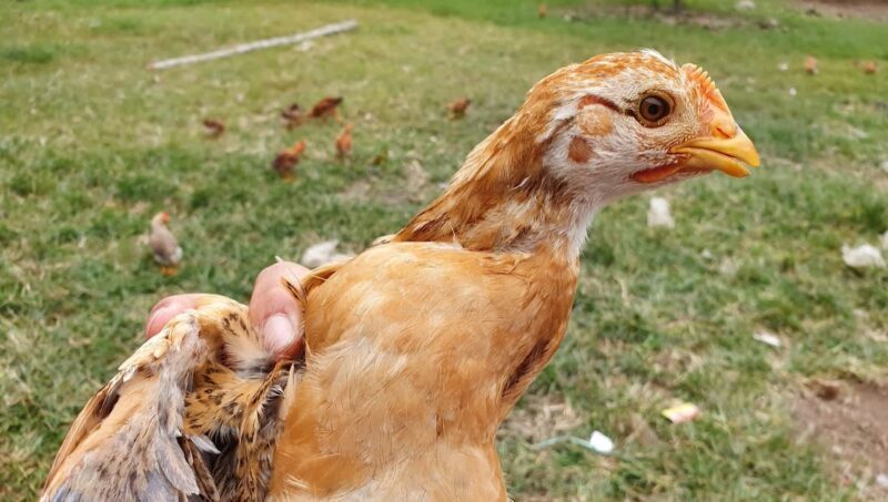 Độc amoniac có thể gây ra bệnh mù ở gà