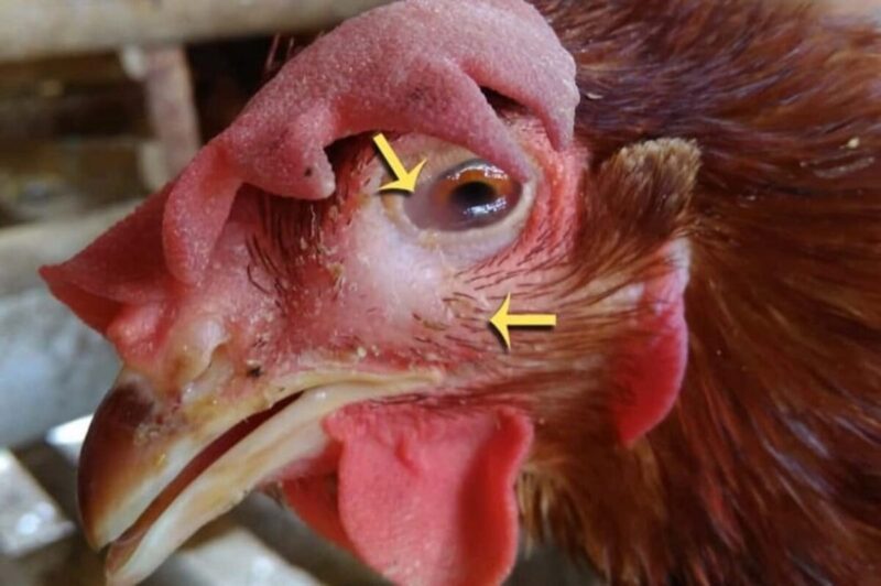 Cách điều trị bệnh mù ở gà đơn giản dễ thực hiện